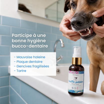 Souffle polaire - Dexter & Mango