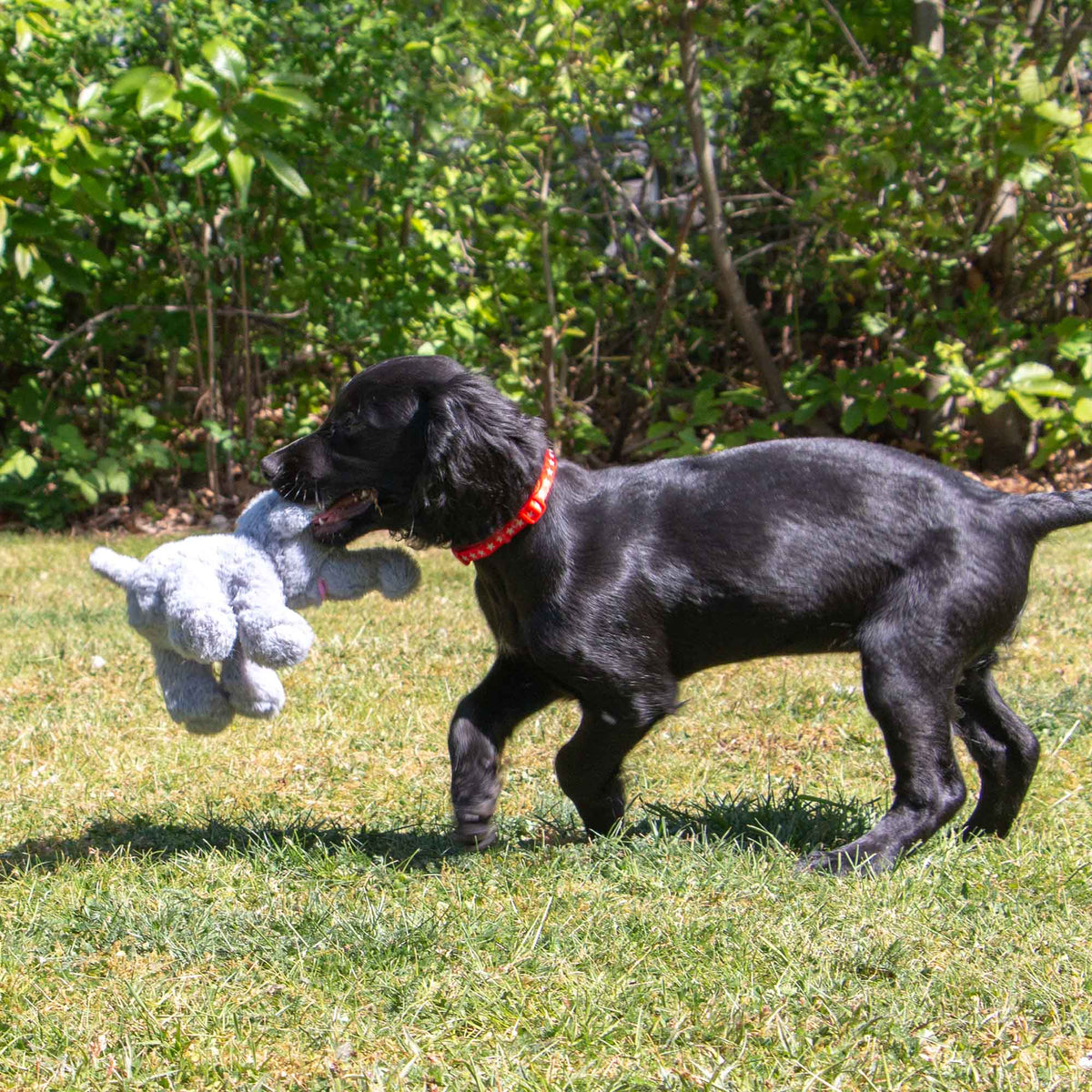 Jouet éléphant gris pour morsures légères — pour chiots et petits chiens