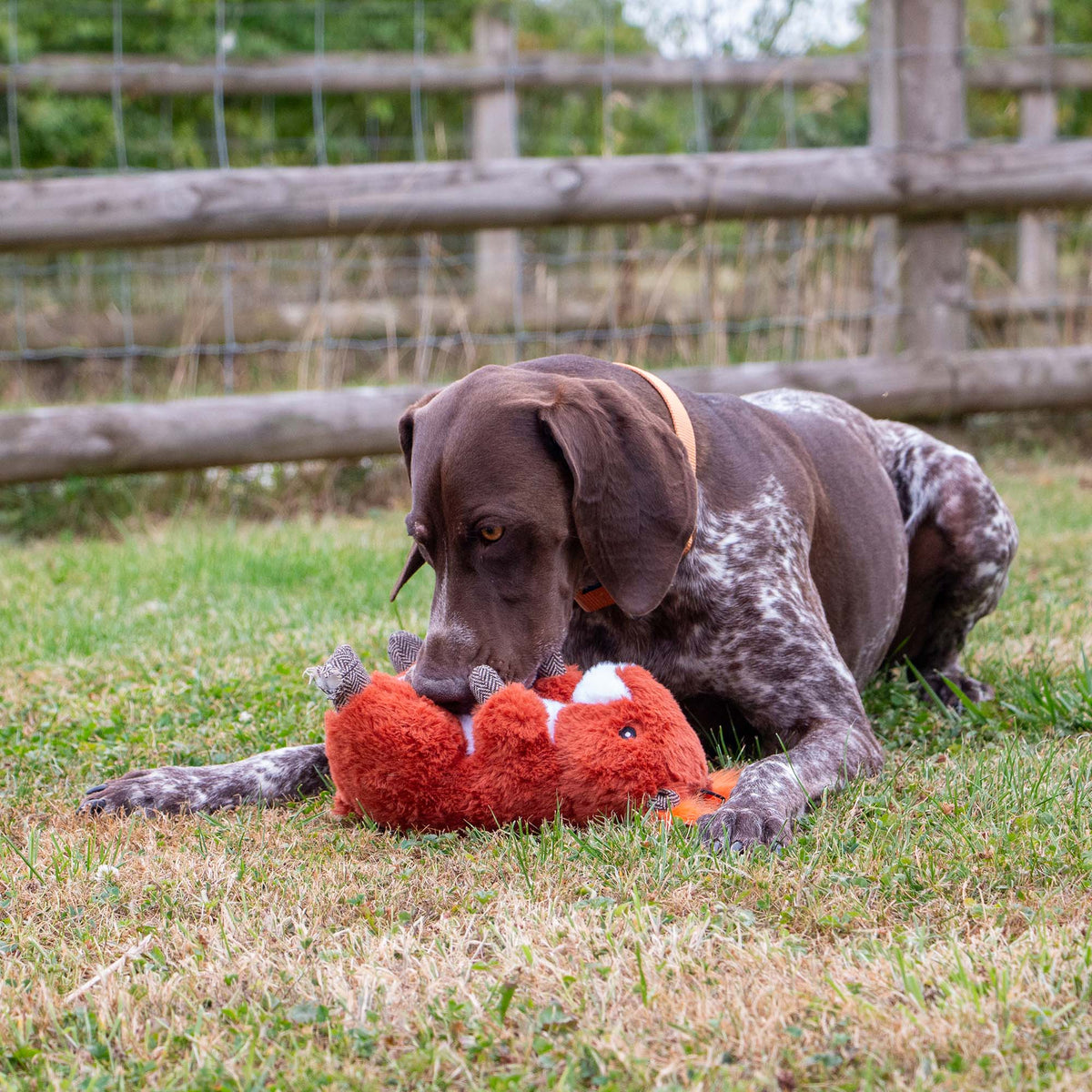 Jouet pour chien Heritage Samantha Squirrel avec couinement et froissement