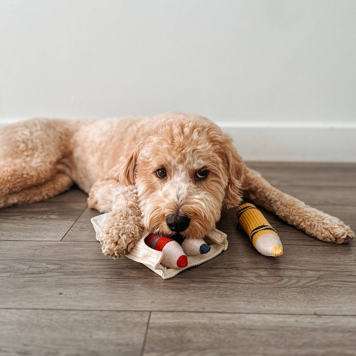 CRAYONS // JOUET D'ENRICHISSEMENT POUR CHIEN //