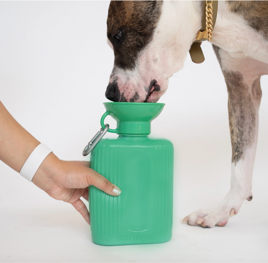 Gourde Growler Vert - Springer
