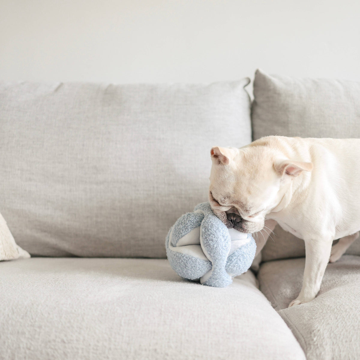 MONTI // JOUET D'ENRICHISSEMENT POUR CHIEN //